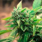 indica vs sativa vs hybrid