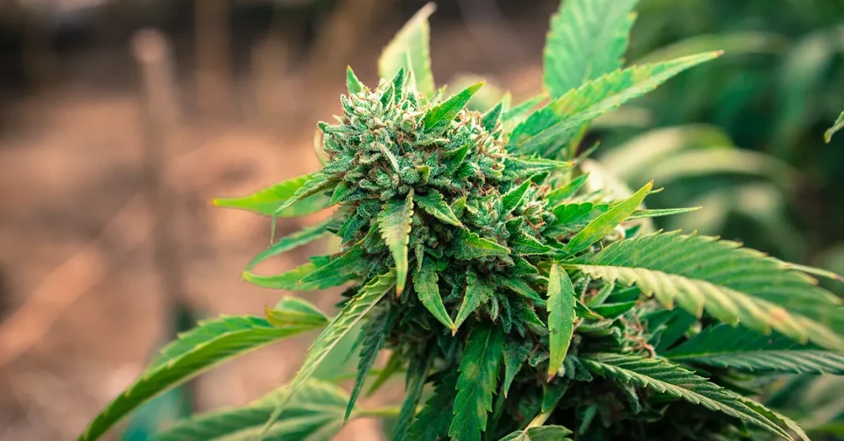 indica vs sativa vs hybrid