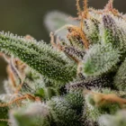 Cannabis Trichomes