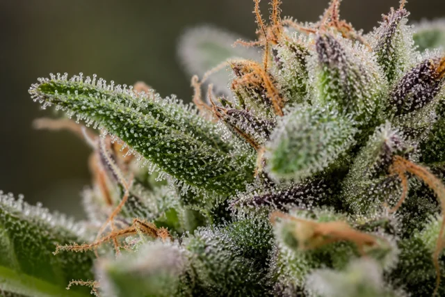Cannabis Trichomes