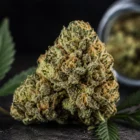 Gorilla Glue strain